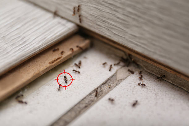 Best Rat Extermination Near Me  in Rosend, LA