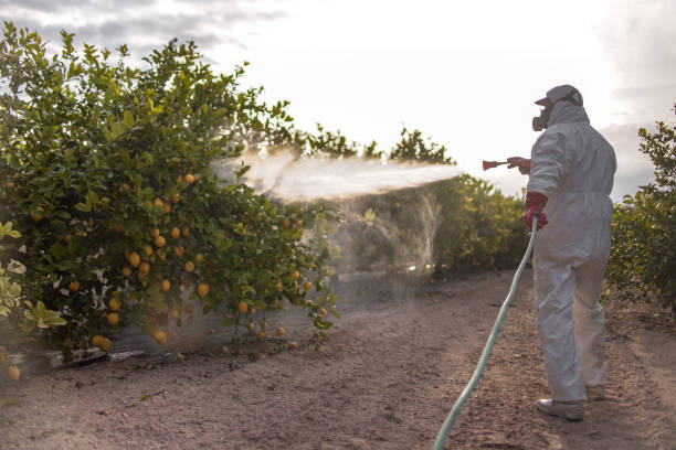 Best Affordable Pest Control Services  in Rosend, LA