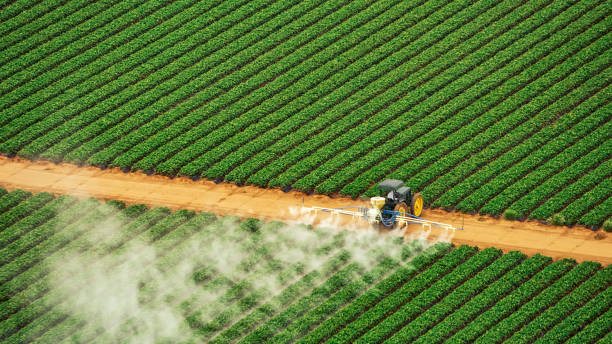 Best Pest Inspection Near Me  in Rosend, LA